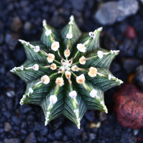 ギムノカリキウム   フィードリッフィーLB2178／Gymnocalycium friedrichii    no.121209