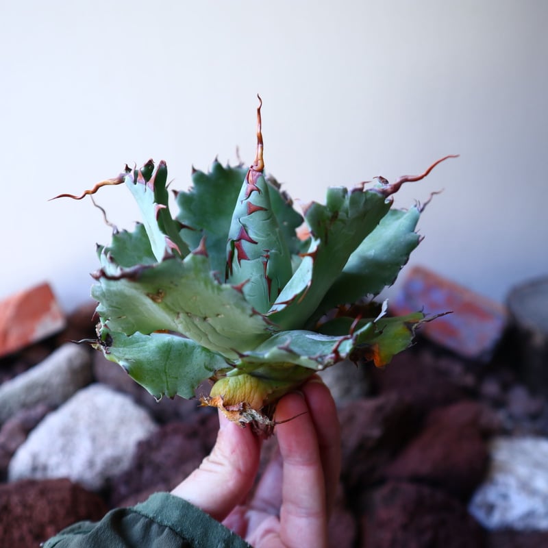 アガベ ポタトラム 'Spawn' Agave potatorum 'Spawn アガベ ポタトラム 'Spawn' Agave potatorum 'Spawn