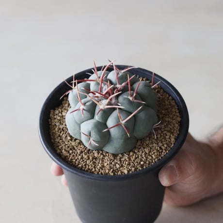 Thelocactus 'Tsurumusha' / 鶴武者 (3.5号鉢)  no.913/19