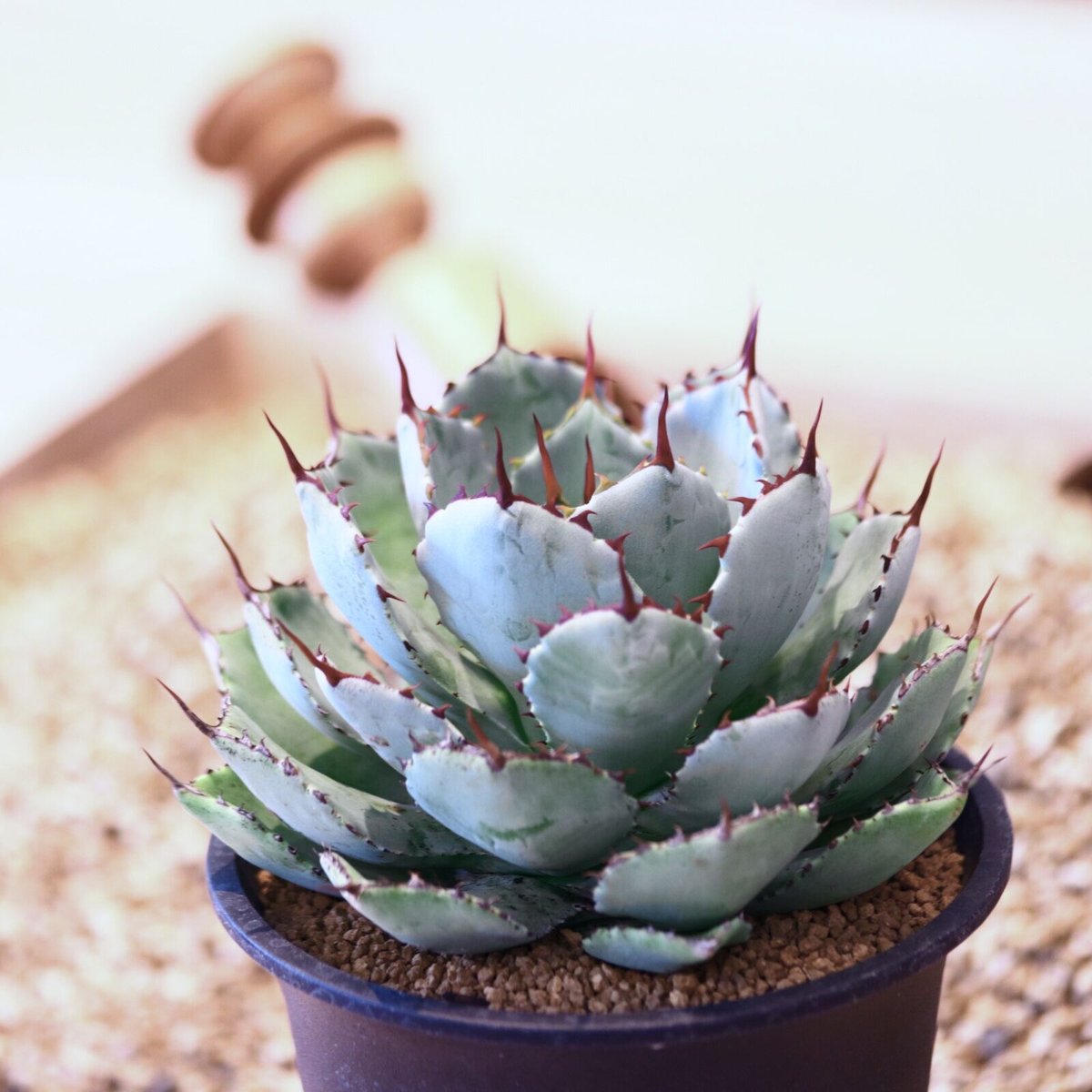 アガベ ポタトラム / Agave potatorum no.42316 | 芽の巣山