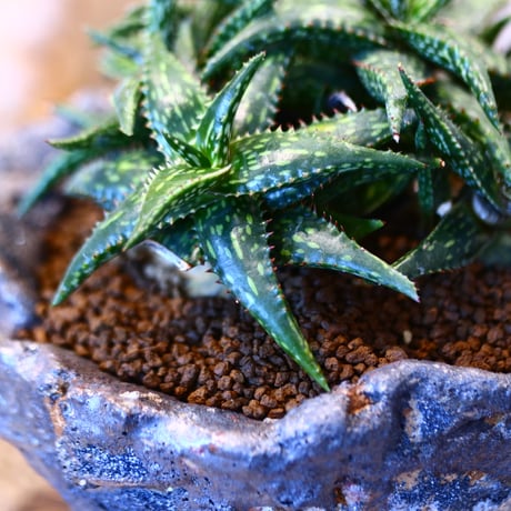 Aloe jucunda × 陶器鉢　no.11435
