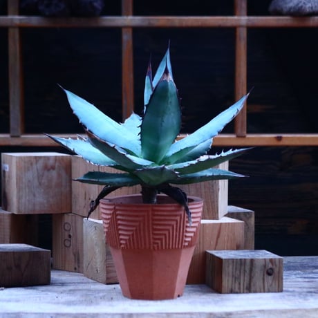 アガベ  チタノタ／Agave titanota   no.112155