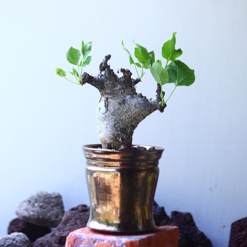 コミフォラ グイドッティ Commiphora guidotti no.5310