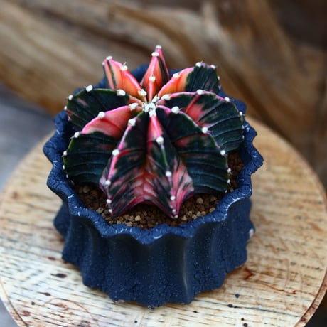 ギムノカリキウム  緋牡丹錦 / Gymnocalycium friedrichii f. variegata   no.22665