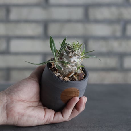 Pachypodium Densicaule (恵比寿大黒) × N/OH (2.5号)  no.314/16