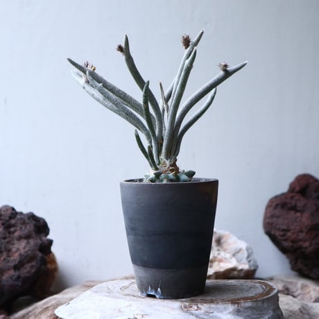 アストロフィツム カプト メデューサ  接木   Astrophytum caputmedusae    no.90809