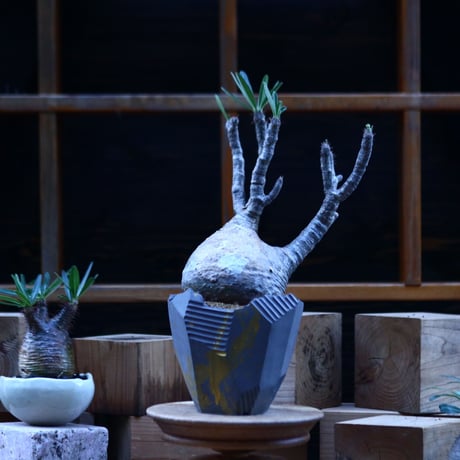 パキポディウム  グラキリス ／Pachypodium  gracilius     no.103148