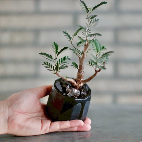 Senna meridionalis × Yuta Uchida  (2.5号)  no.1011/25