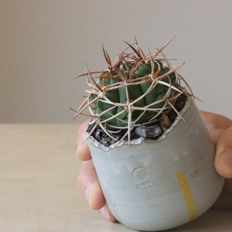 Gymnocalycium mostii ssp. ferocior × N/OH (2.5号鉢)  no.426-10