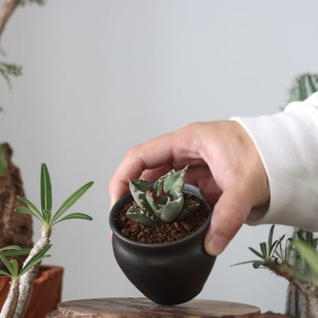 Agave titanota"FO-076"× N/OH 　no.51213