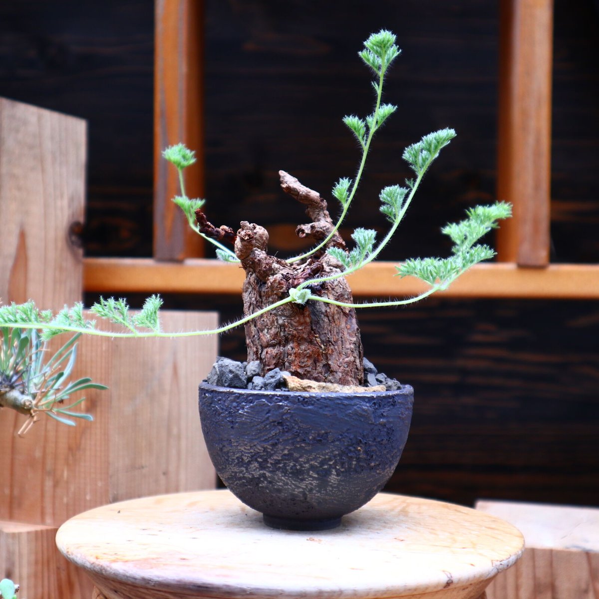 ペラルゴニウム　トリステ (Pelargonium triste) ペラルゴニウム トリステ／Pelargonium triste no.42418 | 芽の巣山