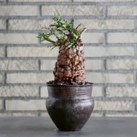 N/OH【澪標-芽の巣山別注】山ノ月ブラック+ moon / S no.717/202