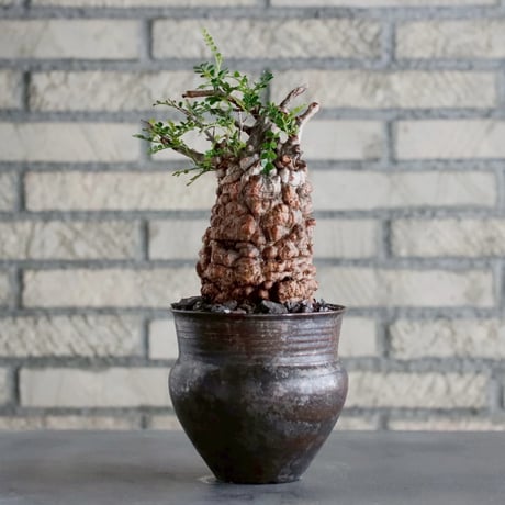 CATEGORY site up plant | 芽の巣山