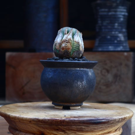 ユーフォルビア  オベサ ／Euphorbia obesa      no.62008