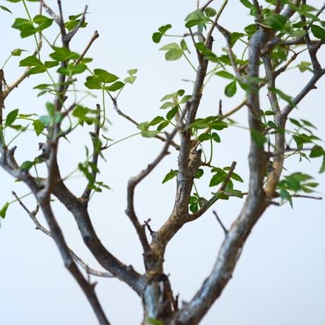 Bursera fagaroides × Mie Maeda    no.90337