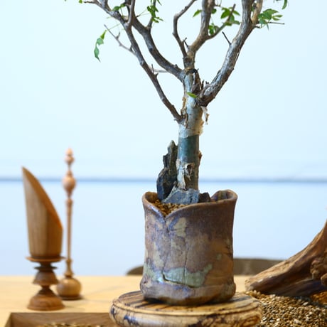Bursera fagaroides × Mie Maeda    no.90337