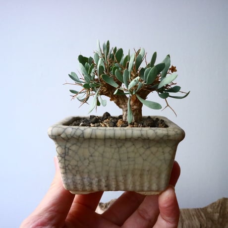 オトンナ   ユーフォルビオイデス   Othonna   euphorbioides  No.006