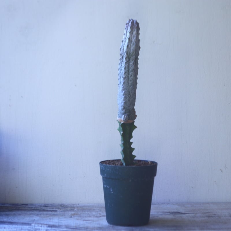 アブデルクリ接ぎ(モンスト、綴化)