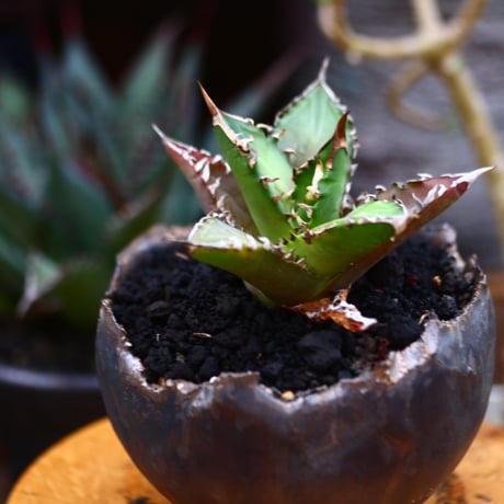 アガベ  レッドキャットウィールズ ／Agave titanota"Red Catweezle”  no.91236
