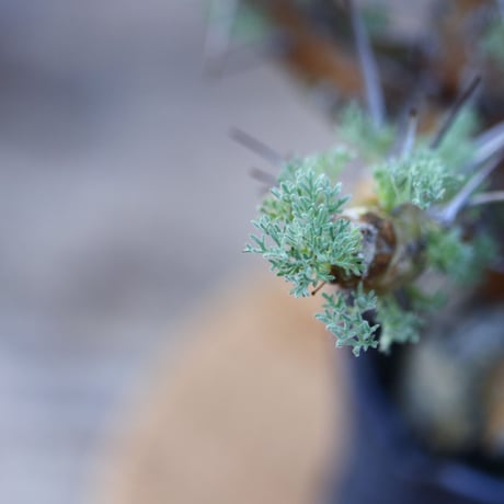 サルコカウロン ヘレー／Sarcocaulon herrei    no.121242