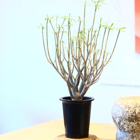 Euphorbia balsamifera  no.32474