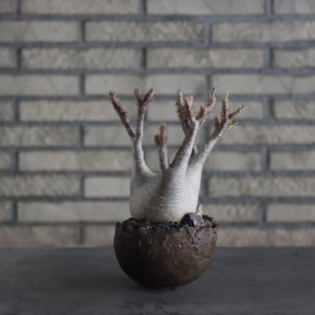 Pachypodium gracilius × takero pot (4.5号)  no.524/10