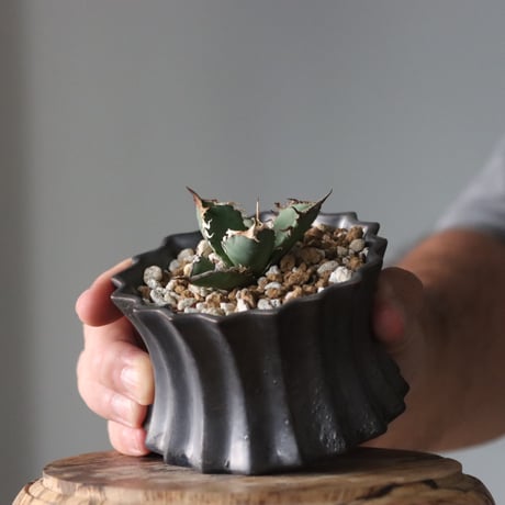 Agave titanota"FO-076" × soso　no.912-14