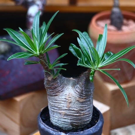 パキポディウム  グラキリス ／Pachypodium  gracilius     no.101035