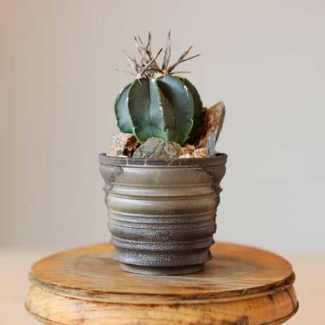 Astrophytum capricorne v. crassispinum / 黒刺水牛大鳳玉 × takero pot (3号)  no.118/20