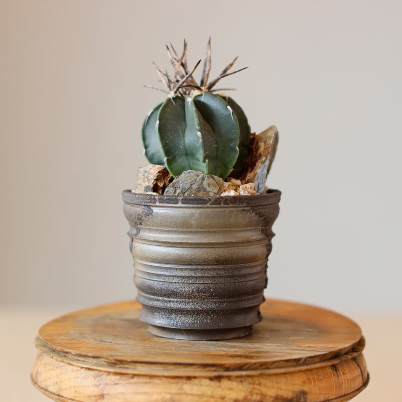 Astrophytum capricorne v. crassispinum / 黒刺水牛大鳳