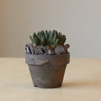 Ariocarpus scapharostrum (竜角牡丹) × YAMABACHI var. takero pot (3号鉢)   no.412-19