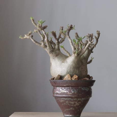 Pachypodium gracilius × Kazuhiro Arima / humanity pot (7.5号鉢)   no.420-46