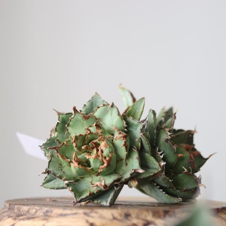 Agave titanota filigree Devil/ Style of Chika　no.42137