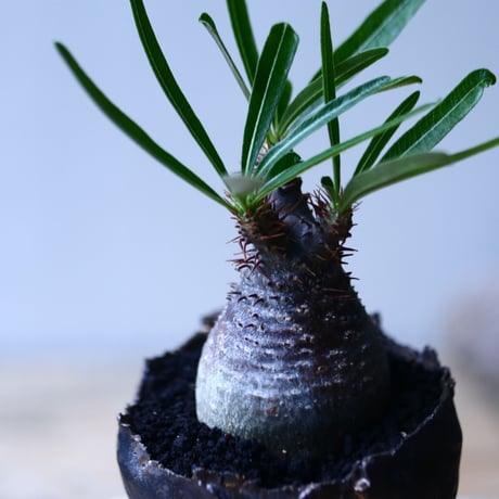 パキポディウム グラキリス   Pachypodium rosulatum var. gracilius no.92737-5