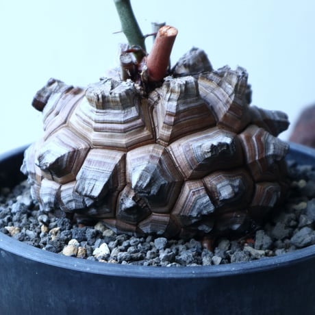 ディオスコレア   亀甲竜    Dioscorea elephantipe     no.91504