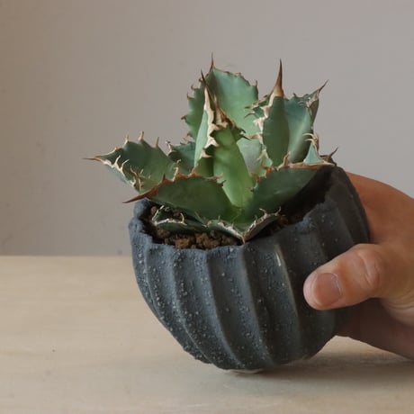 Agave titanota Sierra Mixteca × soso (3.5号鉢)  no.426-28