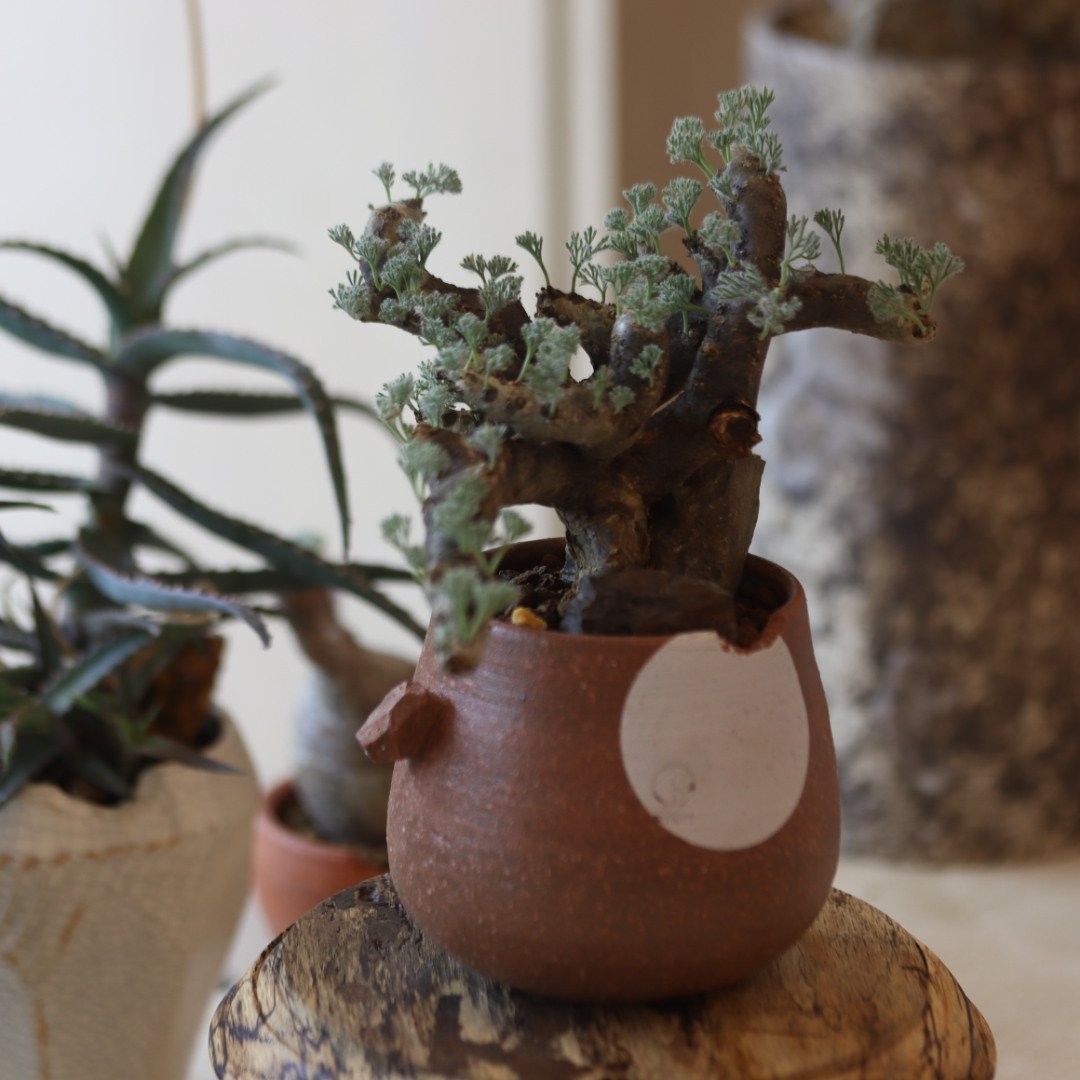 Monsonia multifida × N/OH no.82540 | 芽の巣山