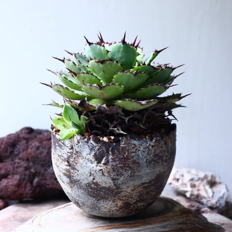 アガベ   ポタトラム     Agave potatorum    no.72104