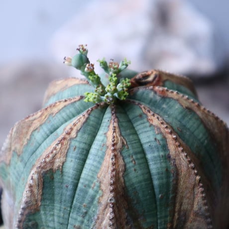 ユーフォルビア  オベサ ♀　Euphorbia obesa　no.90811