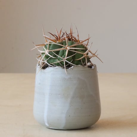 Gymnocalycium mostii ssp. ferocior × N/OH (2.5号鉢)  no.426-10