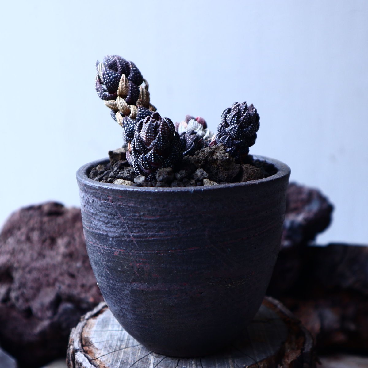 ハオルチア 鷹の爪 Haworthia reinwardtii no.22318