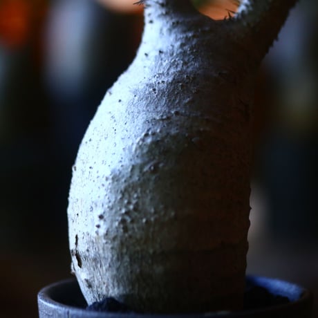 パキポディウム グラキリス   Pachypodium rosulatum var. gracilius no.705-5
