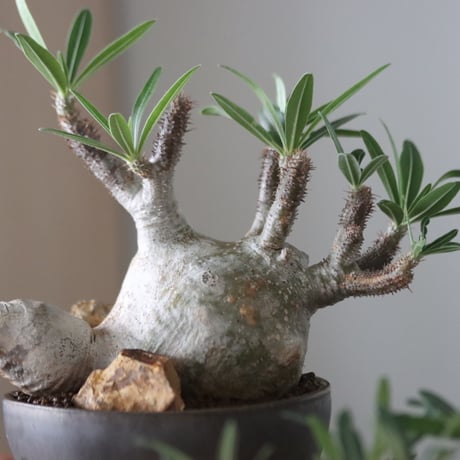 Pachypodium gracilius × たけろうポット    no.51226