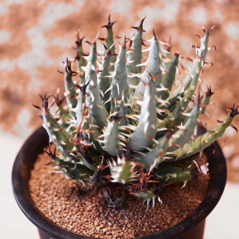 アロエ エリナケア / Aloe melanacantha ssp. var. erinace