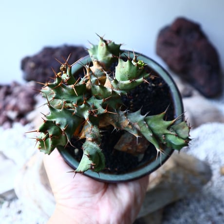 ユーフォルビア  トルチラマ　 Euphorbia tortirama　no.015