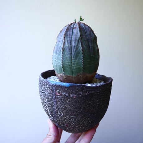 ユーフォルビア  オベサ 　 Euphorbia obesa　no.60208