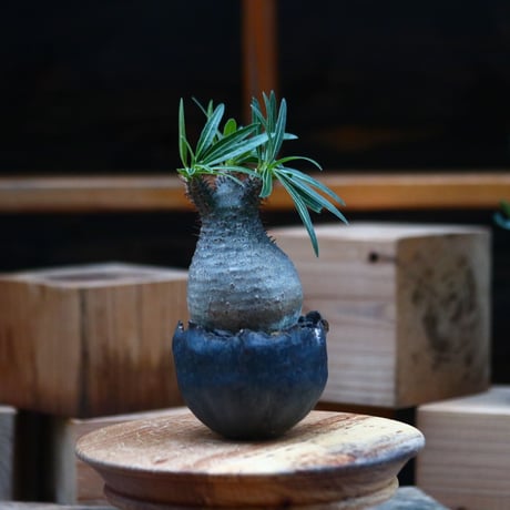 パキポディウム  グラキリス ／Pachypodium  gracilius     no.102462