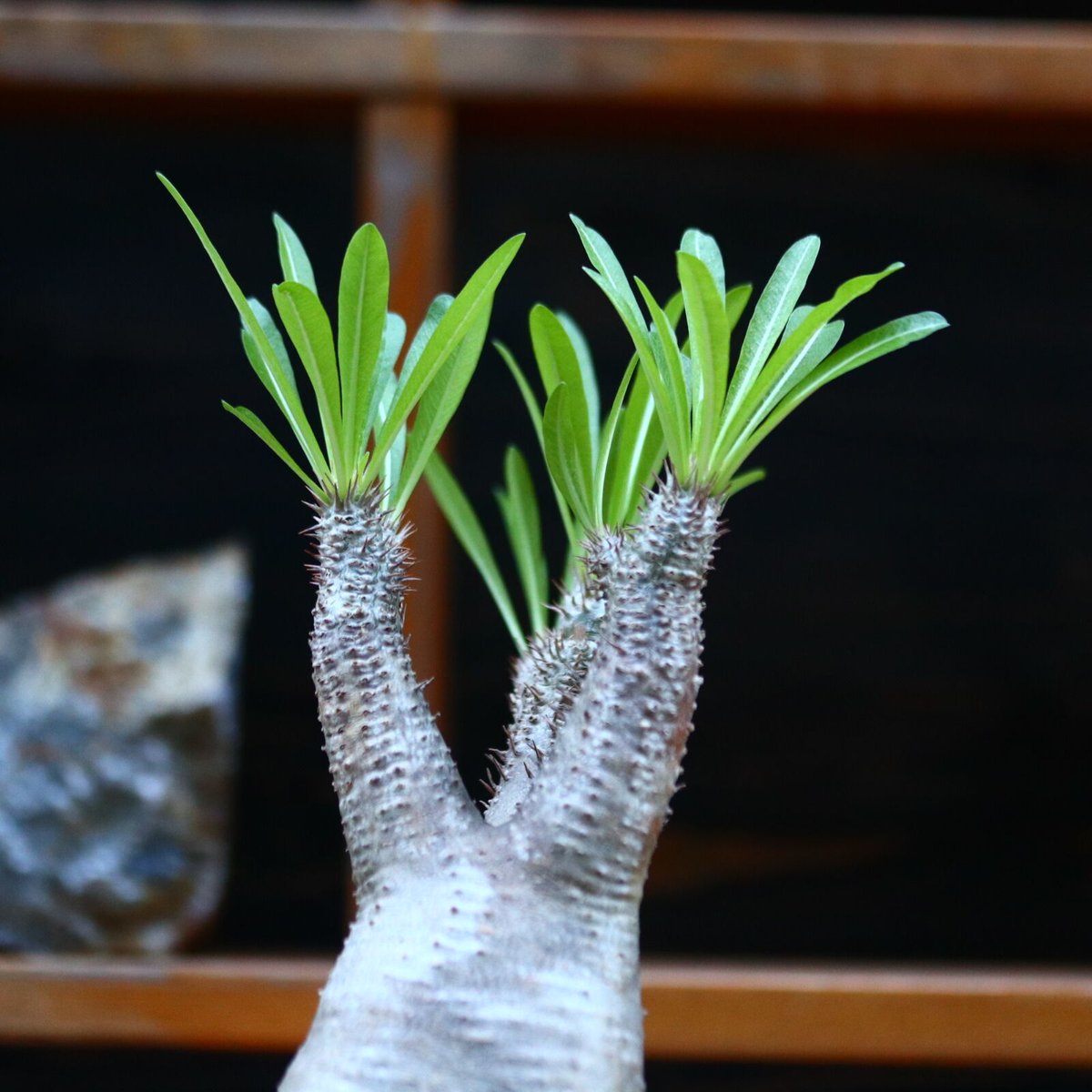 パキポディウム イノピナツム／Pachypodium Inopinatum no.123