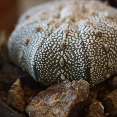 Astrophytum asterias 'Miracle-Kabuto' × たけろうポット　no.112-17
