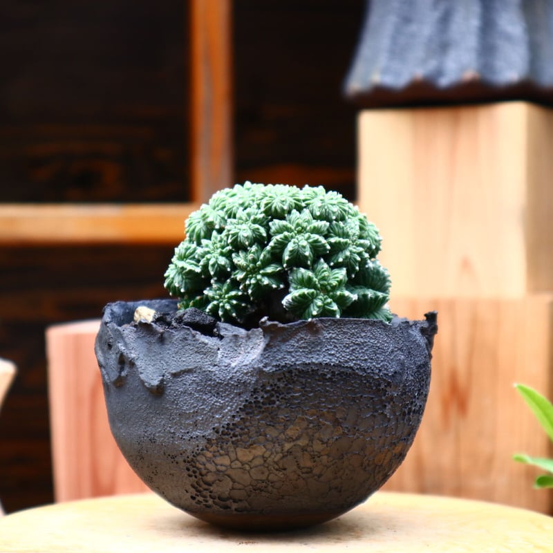 アズテキウム リッテリ 花籠(台ツキ)／Aztekium ritteri no.7100